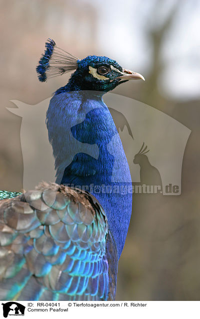 Blau indischer Pfau / Common Peafowl / RR-04041