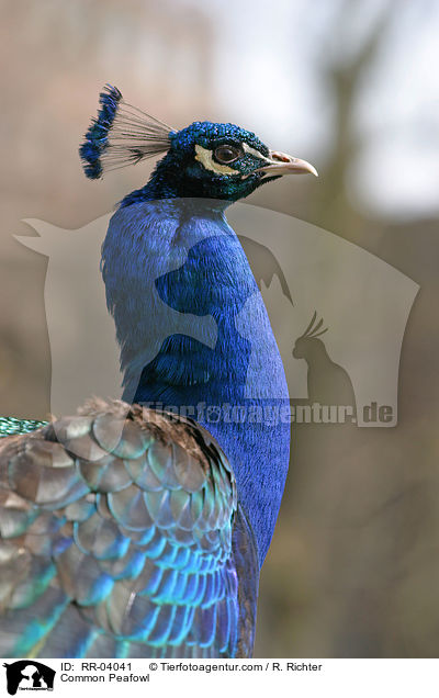 Common Peafowl / RR-04041