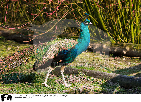 Blau indischer Pfau / Common Peafowl / TH-01095