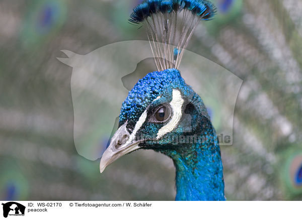 Blau indischer Pfau / peacock / WS-02170