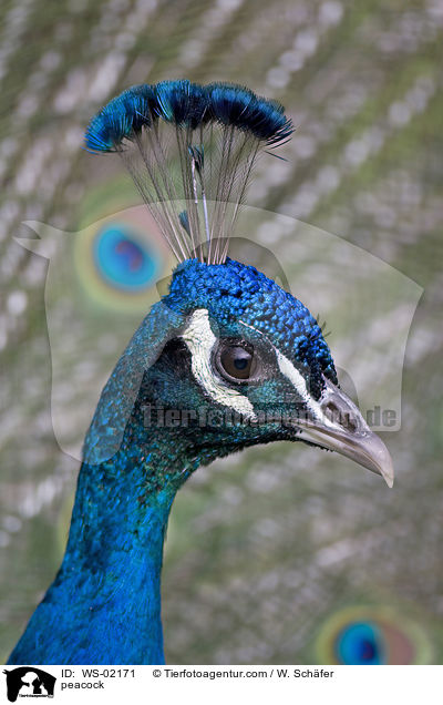 Blau indischer Pfau / peacock / WS-02171