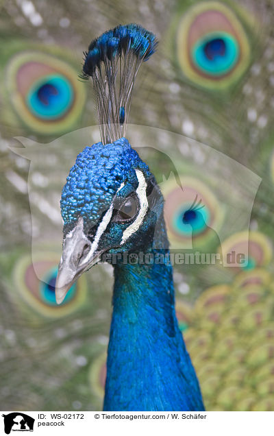 Blau indischer Pfau / peacock / WS-02172