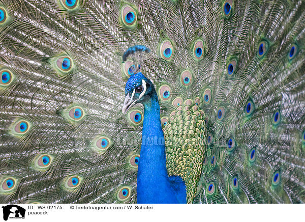 Blau indischer Pfau / peacock / WS-02175