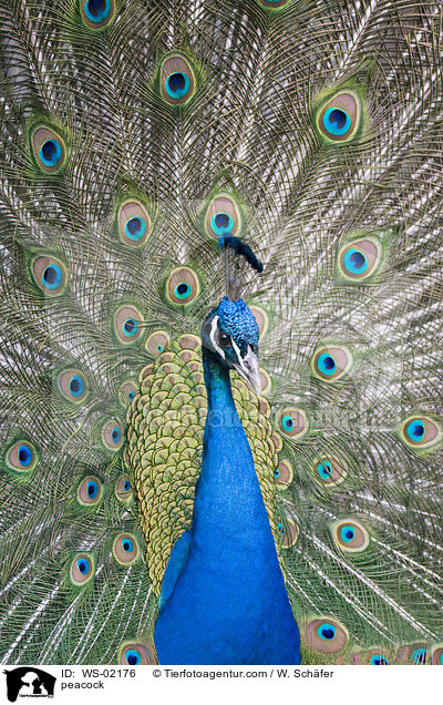 Blau indischer Pfau / peacock / WS-02176