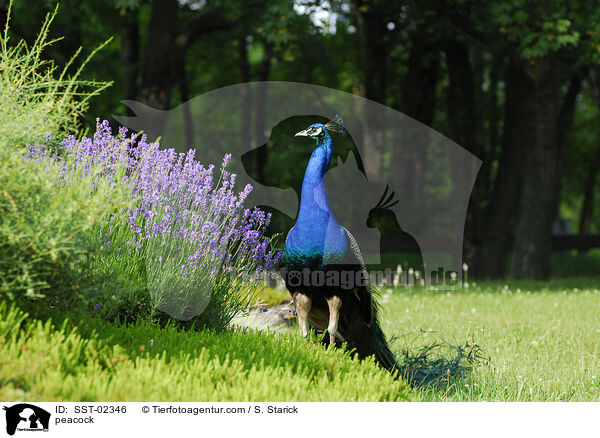 Blau indischer Pfau / peacock / SST-02346