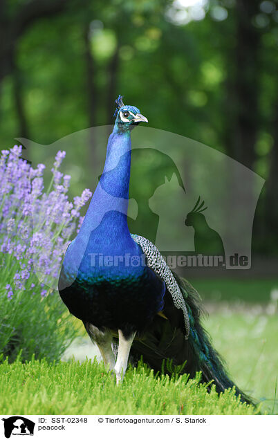 Blau indischer Pfau / peacock / SST-02348