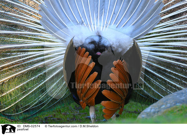 peafowl / DMS-02574