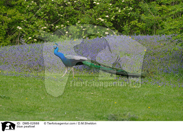 Blau indischer Pfau / blue peafowl / DMS-02688