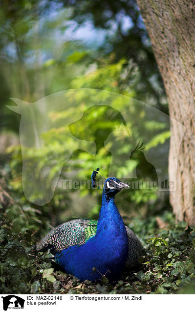 blue peafowl / MAZ-02148