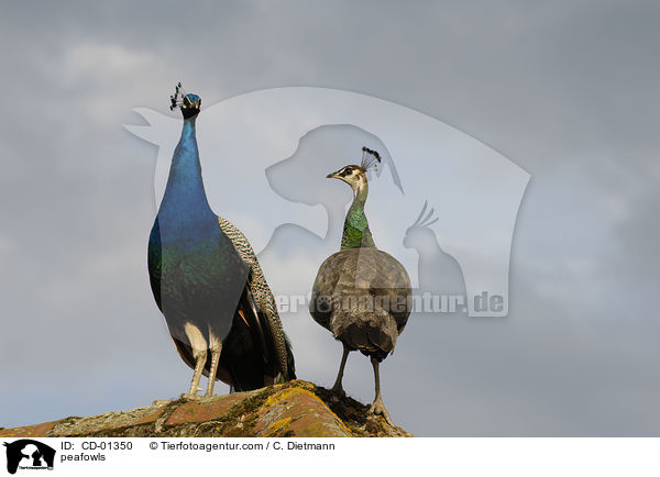 Blau indische Pfauen / peafowls / CD-01350