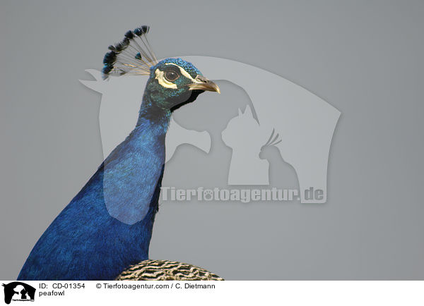 Blau indischer Pfau / peafowl / CD-01354