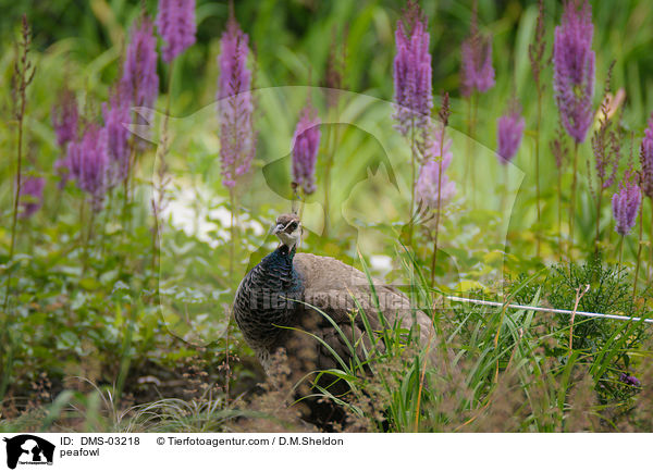 Blau indischer Pfau / peafowl / DMS-03218