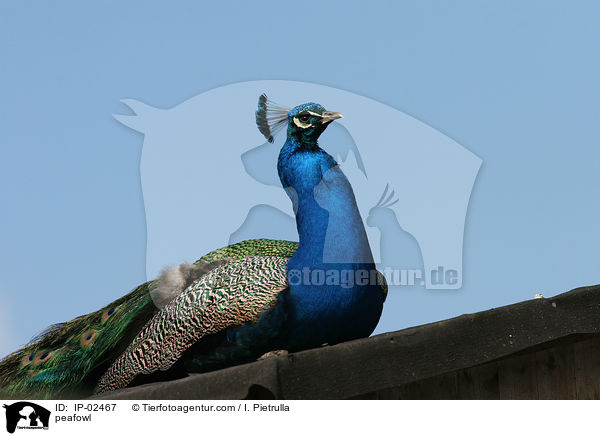 Blau indischer Pfau / peafowl / IP-02467