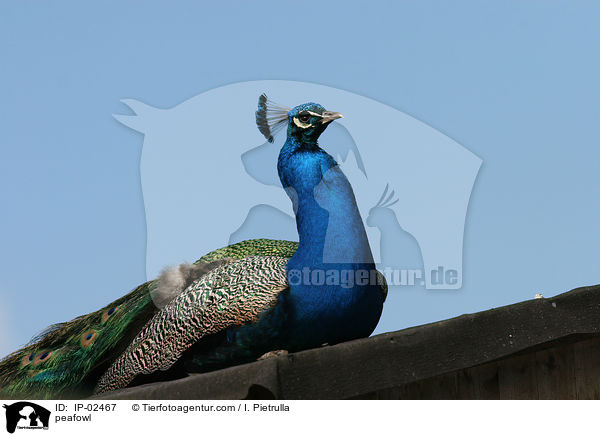 peafowl / IP-02467