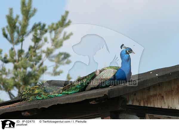 Blau indischer Pfau / peafowl / IP-02470