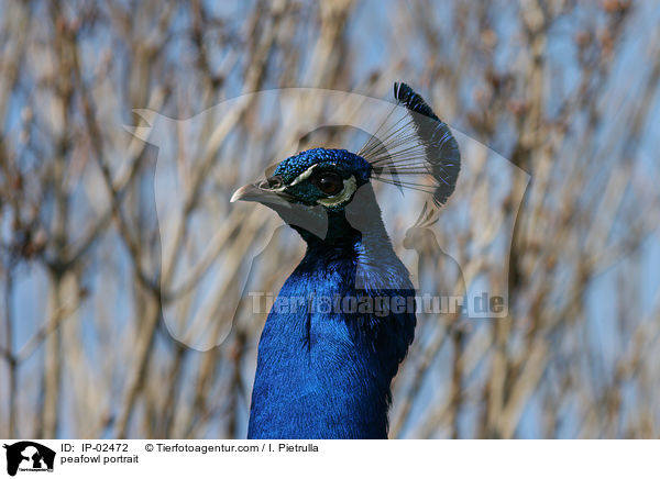 peafowl portrait / IP-02472