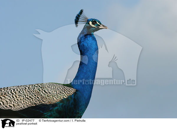 peafowl portrait / IP-02477