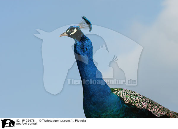 Blau indischer Pfau Portrait / peafowl portrait / IP-02478