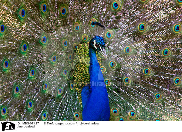 blue peafowl / MBS-07427