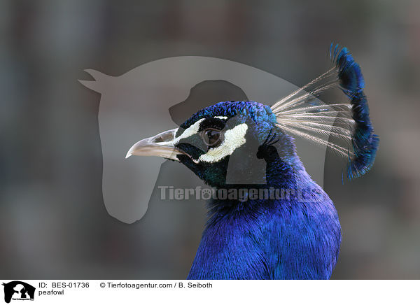 peafowl / BES-01736