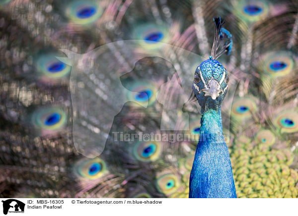 Indian Peafowl / MBS-16305