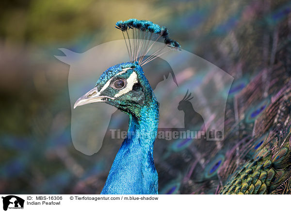 Indian Peafowl / MBS-16306