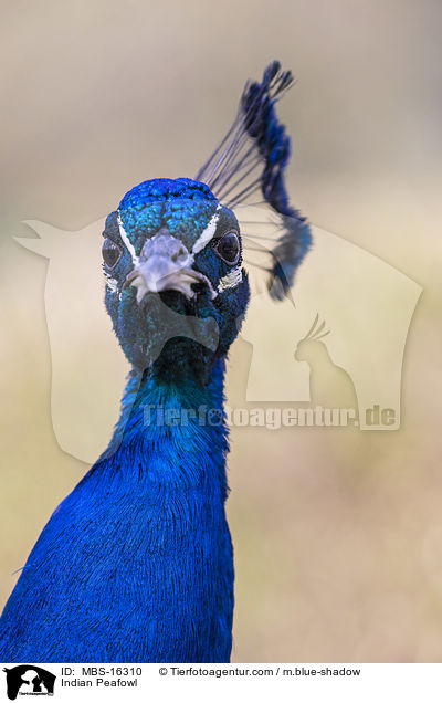 Indian Peafowl / MBS-16310