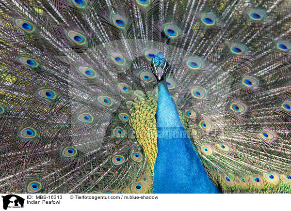Indian Peafowl / MBS-16313