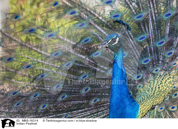 Indian Peafowl / MBS-16314