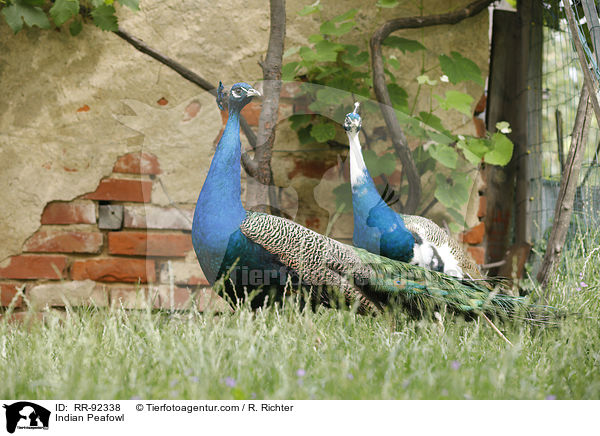 Blau indischer Pfau / Indian Peafowl / RR-92338