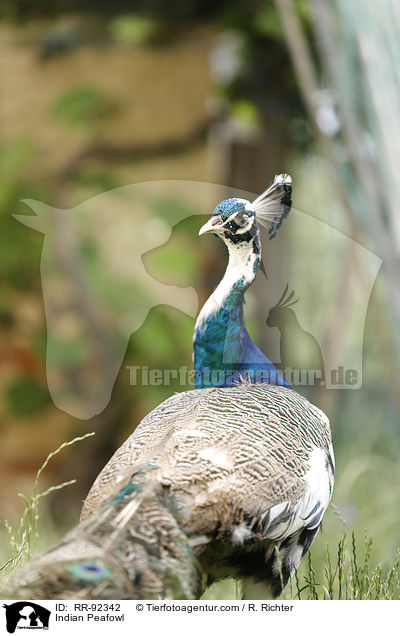 Blau indischer Pfau / Indian Peafowl / RR-92342