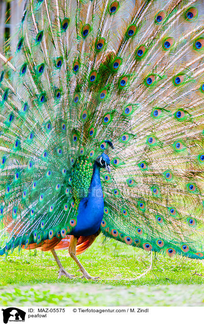 Blau indischer Pfau / peafowl / MAZ-05575