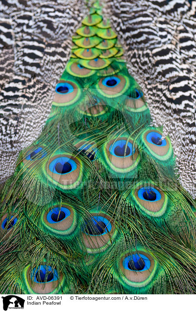 Blau indischer Pfau / Indian Peafowl / AVD-06391