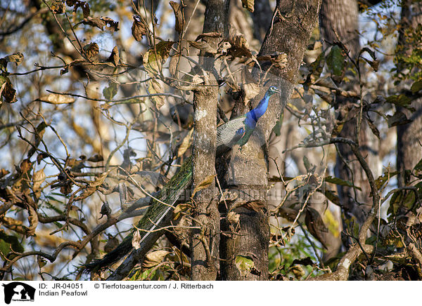 Blau indischer Pfau / Indian Peafowl / JR-04051