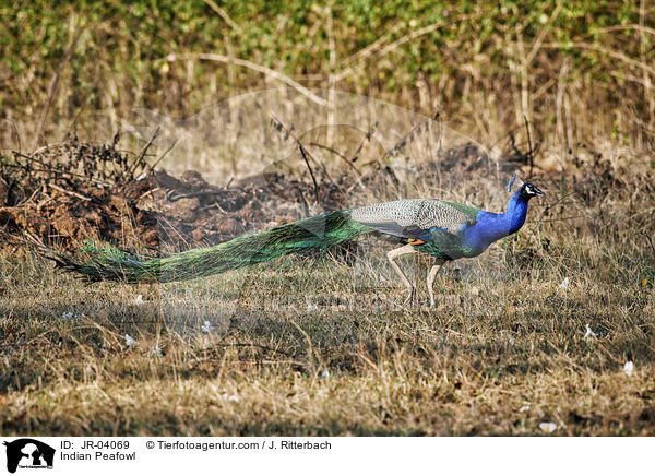Blau indischer Pfau / Indian Peafowl / JR-04069