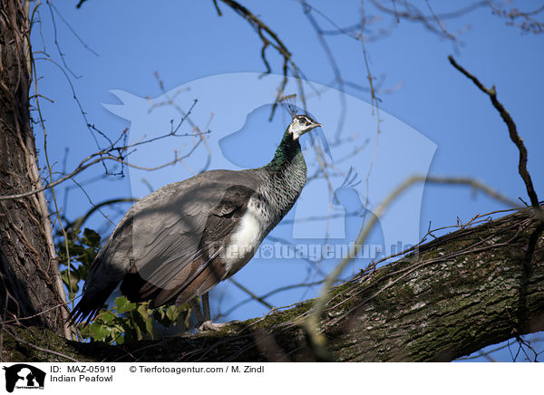 Blau Indischer Pfau / Indian Peafowl / MAZ-05919