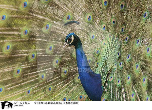 Blau indischer Pfau / peafowl / HS-01007