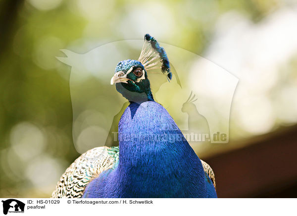 Blau indischer Pfau / peafowl / HS-01029