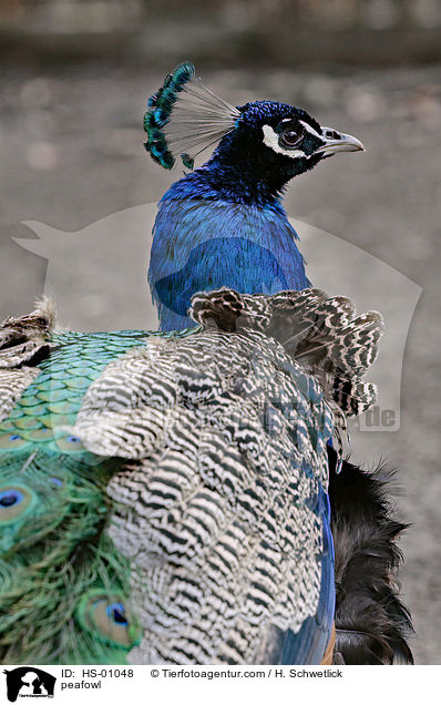 Blau indischer Pfau / peafowl / HS-01048