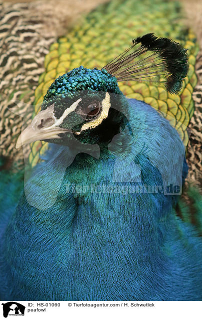 peafowl / HS-01060