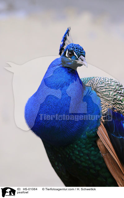 Blau indischer Pfau / peafowl / HS-01064