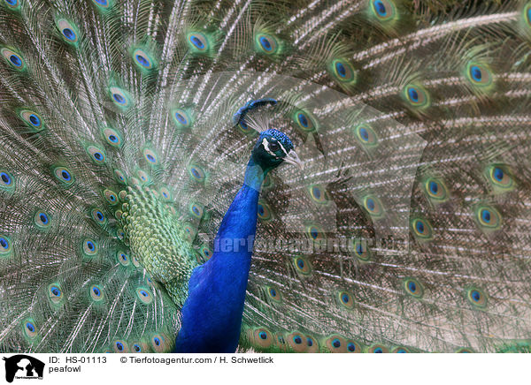 peafowl / HS-01113