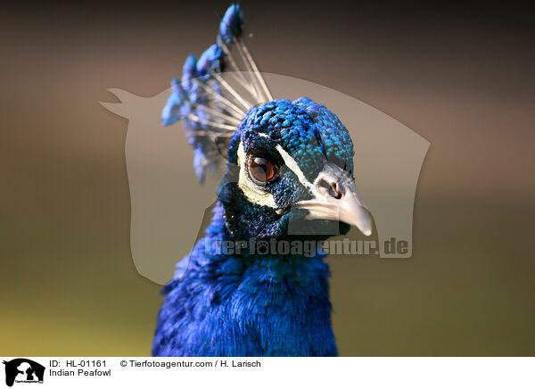 Blau indischer Pfau / Indian Peafowl / HL-01161