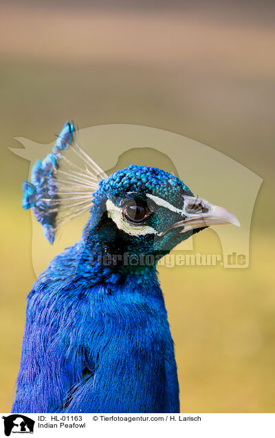Blau indischer Pfau / Indian Peafowl / HL-01163
