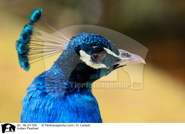 Blau indischer Pfau / Indian Peafowl / HL-01165