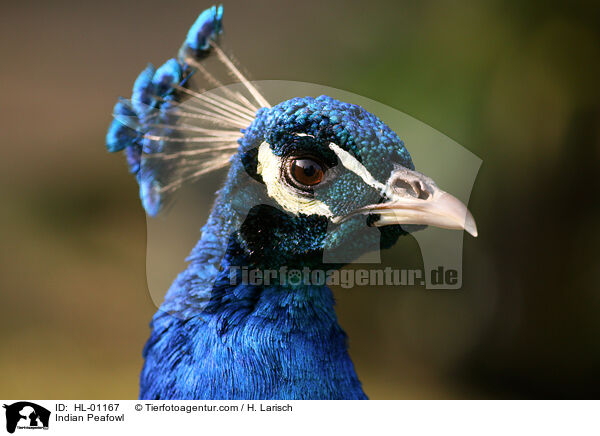 Indian Peafowl / HL-01167