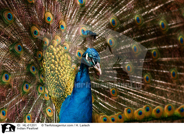 Blau indischer Pfau / Indian Peafowl / HL-01201