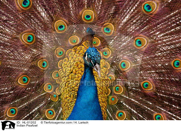 Blau indischer Pfau / Indian Peafowl / HL-01202