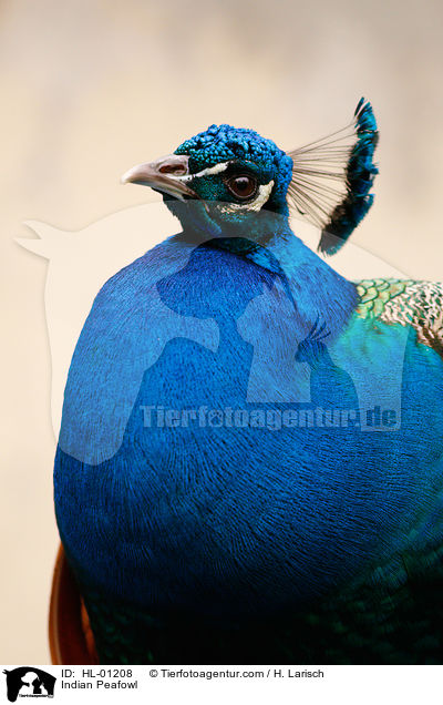 Blau indischer Pfau / Indian Peafowl / HL-01208