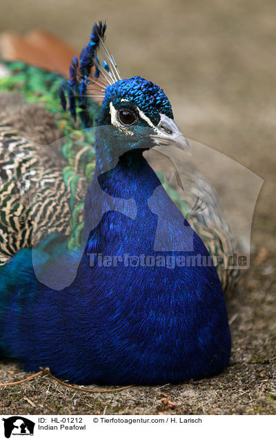 Blau indischer Pfau / Indian Peafowl / HL-01212